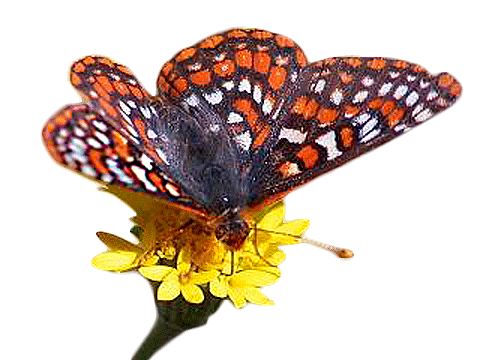 Schmetterling