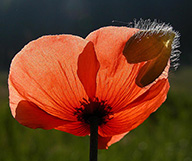 Mohn, urheber bild:Von Michael H. Lemmer
			- http://www.naturkamera.de Own work, CC BY-SA 2.5, https://commons.wikimedia.org/w/index.php?curid=1465343