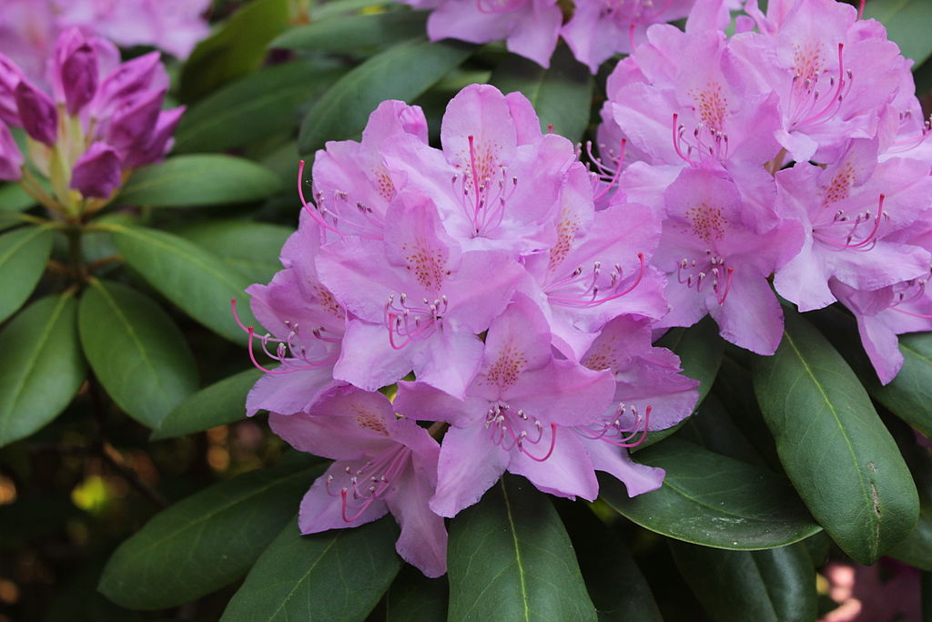 Rhododendron, urheber bild:Von Philipp Guttmann - 
			Eigenes Werk, CC BY-SA 3.0, https://commons.wikimedia.org/w/index.php?curid=19687044