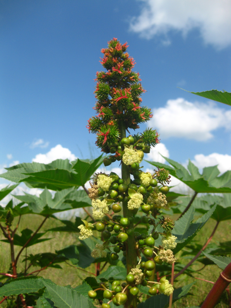 Rizinus (Wunderbaum), urheber bild:Von Von Ton Rulkens from Mozambique - 
			Ricinus communis - inflorescence, CC BY-SA 2.0, https://commons.wikimedia.org/w/index.php?curid=18553294